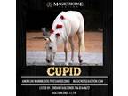 Cloud 9's Love Magnet~Flashy*Double Reg Warmblood & Friesian Yrlg Gelding~