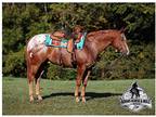 Finished Rope Horse, Ranch-Trail Horse Deluxe, Spins-Slides, Must See Video!
