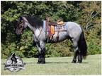 True Blue Roan Draftcross, Family Safe, Confidence Building Ranch/Trail Horse