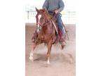 2021 AQHA Gelding