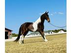  [url removed] SPOTTED SADDLE BAY/WHITE GEILDING