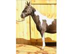  [url removed] ROCKY MTN CHOCOLATE GELDING