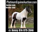 DreamHorse!!! Ride/Drive, Family Safe Trail Horse Deluxe!!!