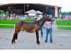  [url removed] GAITED MULE TRAIL AND SHOW READY