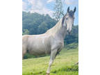  [url removed] REGISTERED BUCKSKIN TOBIANO GELDING
