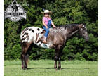 Family Safe, Appy, Ranch/Trail Horse Deluxe, Goes English/Western!!!