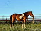  [url removed] QUARTER HORSE PONY