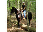  [url removed] PERCHERON MOUNTED PATROL