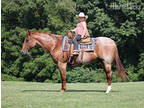 100% Family Safe, Confidence Builder, Ranch/Trail Horse!