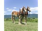 Belgian Draft Horse team for sale
