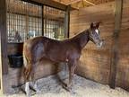 2021 Colt For Sale