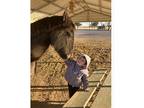 Great Kids Horse