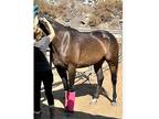 Sweet/Quiet Appendix Mare