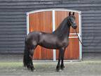 Healthy Friesian Mare for you