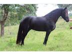 Friesian Mare for you