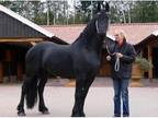 Amazing Friesian Mare