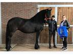 Healthy Friesian Mare