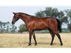 Best Sport Horses For Sale
