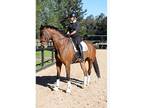 Quater Gelding Horse