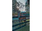 Broodmare&Roping/Cow Prospec...