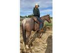 Peptoboonsmal Gelding