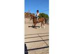 Arabian Mare