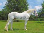 Draft Cross Trail Gelding