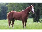 Foxtrotter Trail Ranch Gelding
