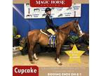 Cupcake~Super Cute & Gentle*Jumps/Trail/Lessons*Perfect Step Up Pony~