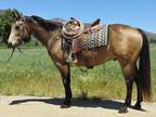 15.1+ Hand Buckskin