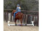 Sorrel Quarter Pony