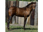 2023 Black Point Dun Colt
