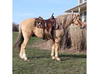 Online Auction - [url removed] - Beautiful Gentle & Safe Palomino Missouri Fox
