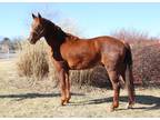 Online Auction - [url removed] - Beautiful Gentle & Safe Missouri Fox Trotter