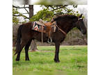 Online Auction - [url removed] - Good Looking Black Missouri Fox Trotter Trail