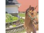 Gorgeous Dunskin Roan Filly