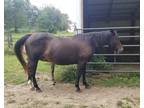 Outstanding mare will foal a roan
