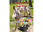 Beautiful Small Mini Donkey's Mini Horse's Sept 2023