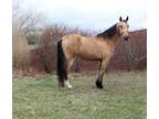 Online Auction - [url removed] - Beautiful Buckskin Registered Tennessee Walker