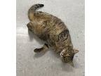 Di, Domestic Shorthair For Adoption In Jim Thorpe, Pennsylvania