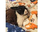 Hercules, Dutch For Adoption In Williston, Florida
