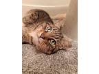 Bb "baby", Domestic Shorthair For Adoption In Greenville, South Carolina