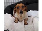 China, Dachshund For Adoption In Humble, Texas