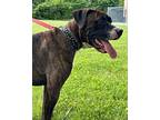 Paris, American Staffordshire Terrier For Adoption In Island Lake, Illinois