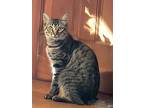 Boromir, Domestic Mediumhair For Adoption In Morgan Hill, California