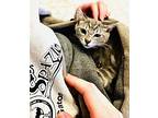 Smokey And Bandit - Bonded Pair (courtesy Post), Domestic Mediumhair For