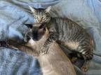 Tom And Jerry - Bonded Pair (courtesy Post), Domestic Shorthair For Adoption In