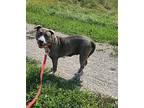 Binx, Staffordshire Bull Terrier For Adoption In Warren, Michigan