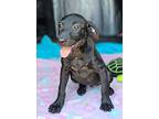 Lyla, Labrador Retriever For Adoption In Morrilton, Arkansas