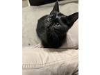 Kuma, Domestic Shorthair For Adoption In Wilmore, Kentucky
